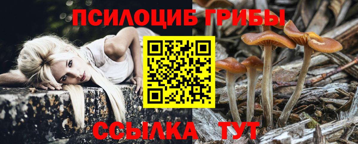 Псилоцибиновые грибы Psilocybine cubensis Кисловодск